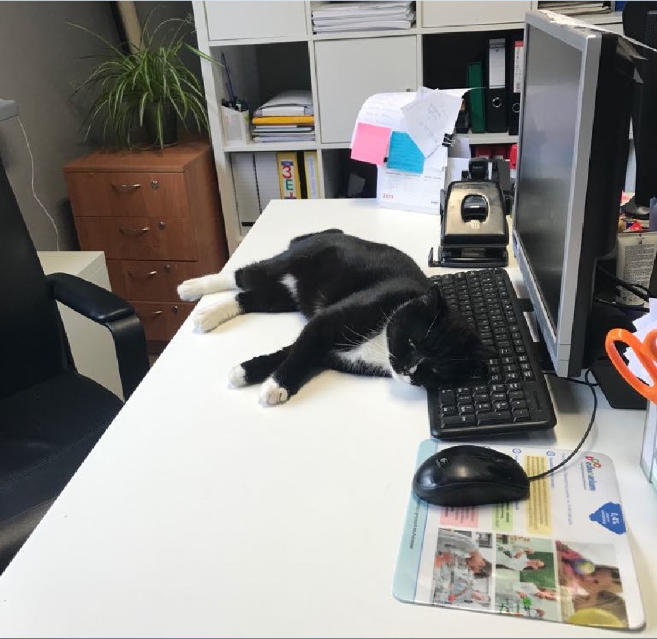 Kot leżący na biurku