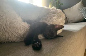 Kot leżący na kanapie