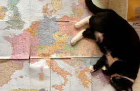 Czarny kot leżący na mapie świata. 