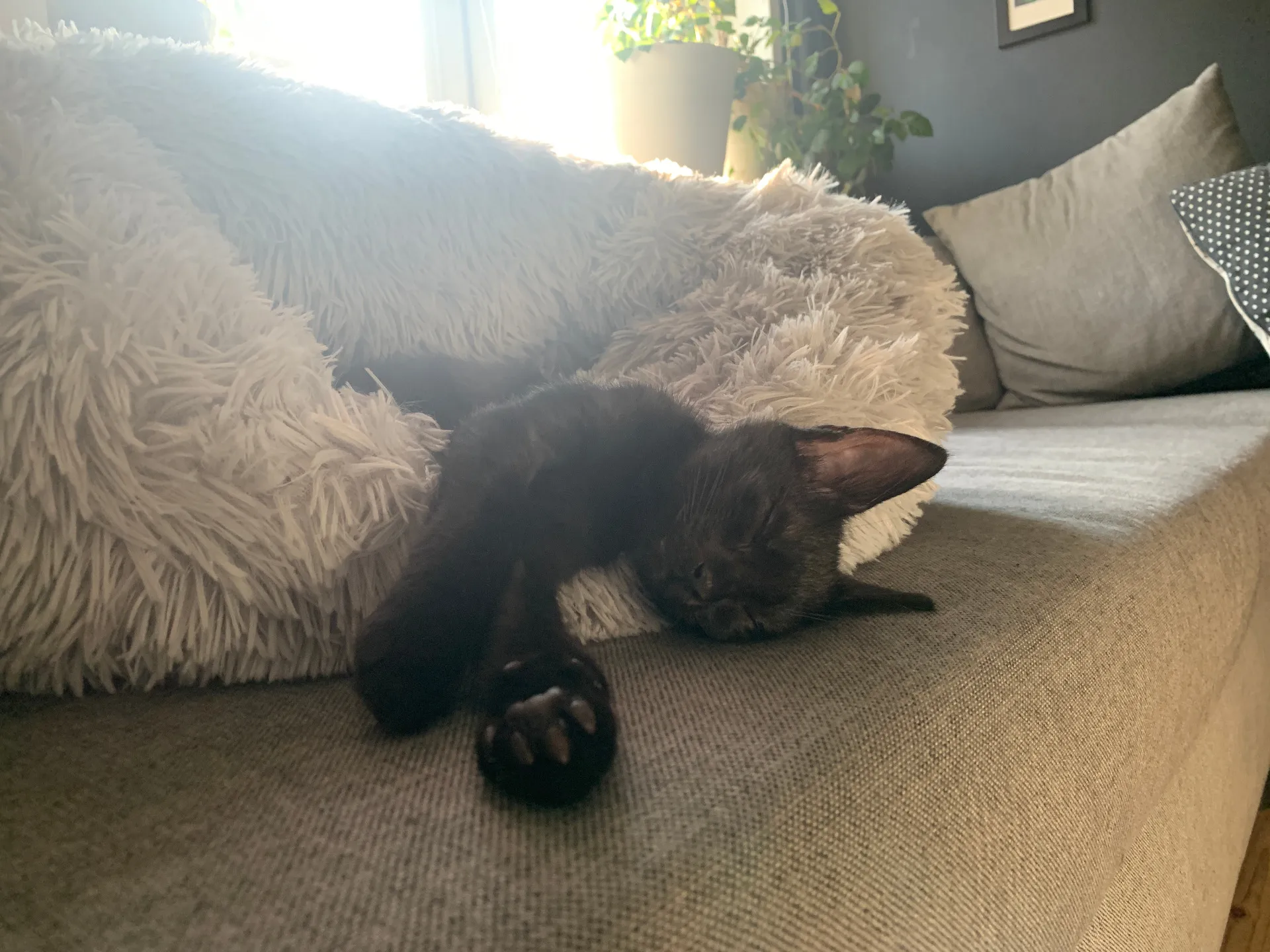 Kot leżący na kanapie