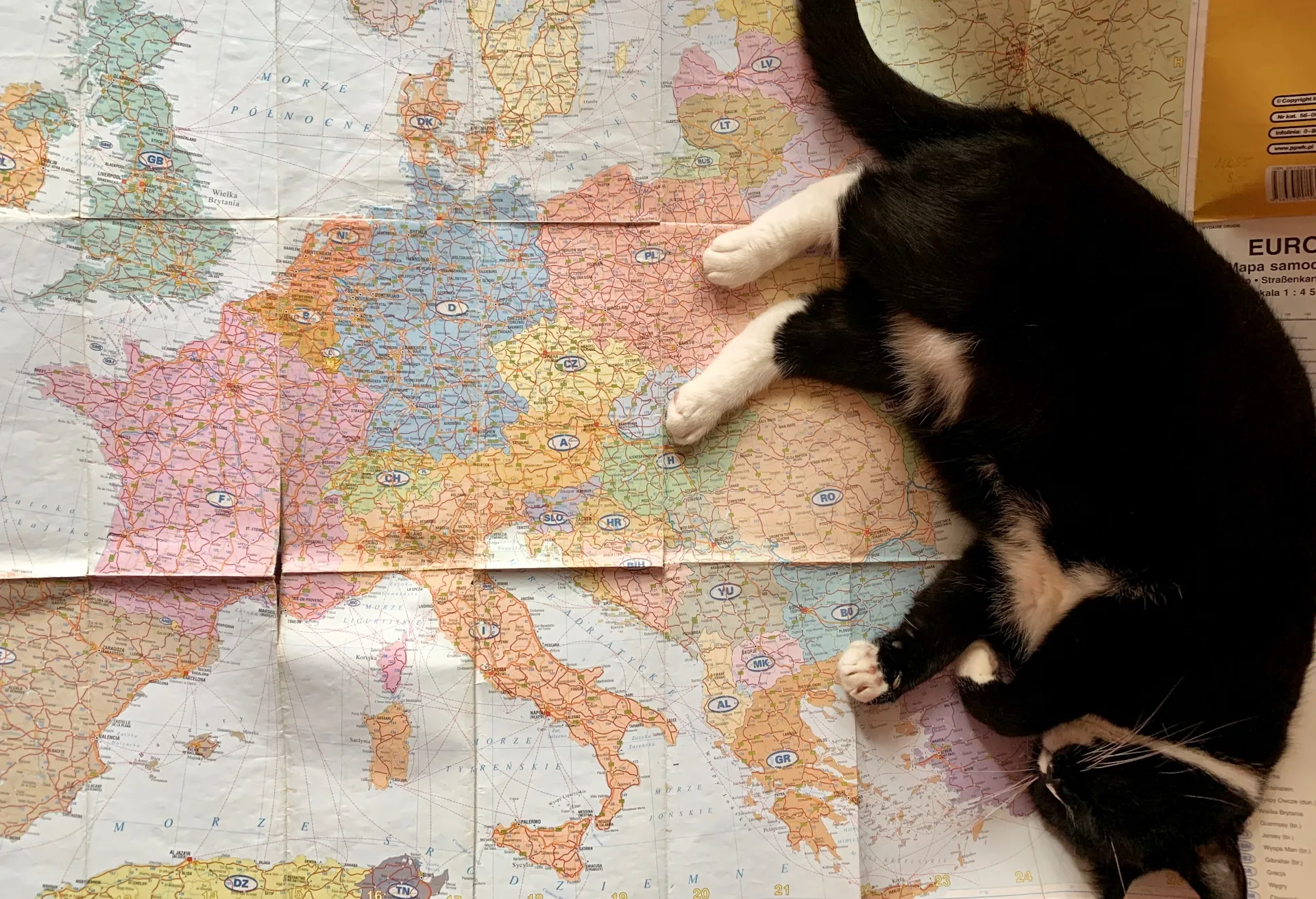 Czarny kot leżący na mapie świata. 